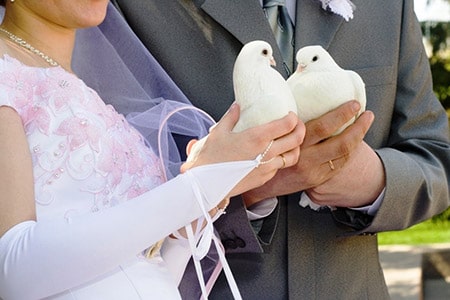 Lâcher de colombe mariage et baptême
